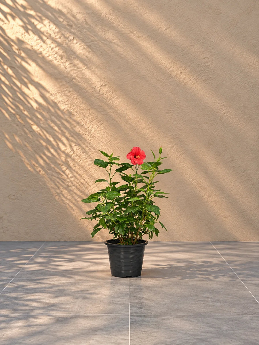 Small