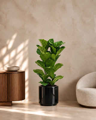 Fiddle Leaf in black Nia Glossy planter, 60-80cm
