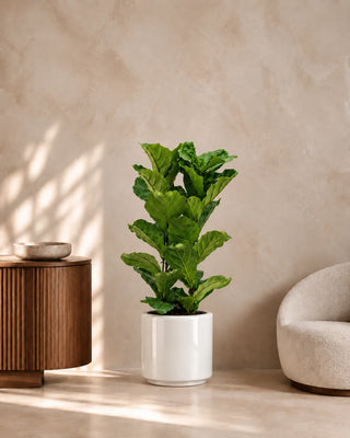 Fiddle Leaf, product photo 10