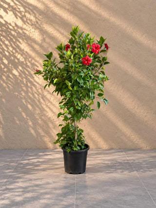 Hibiscus, product photo 2