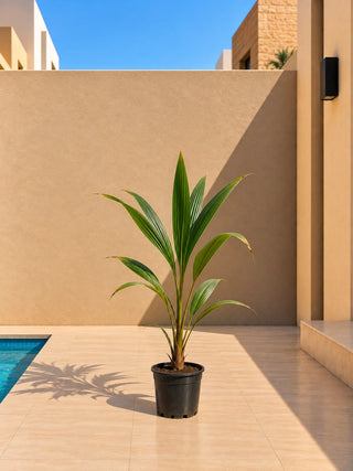 Coconut Palm, product photo 1