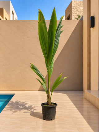 Coconut Palm, product photo 2