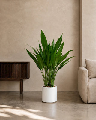 Cast Iron Plant (Aspidistra) in white Nia Glossy planter, 80-110cm