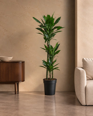 Dracaena Janet in nursery pot, 120-140cm