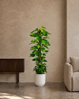 Money Plant in white Luma Glossy planter, 130-150cm