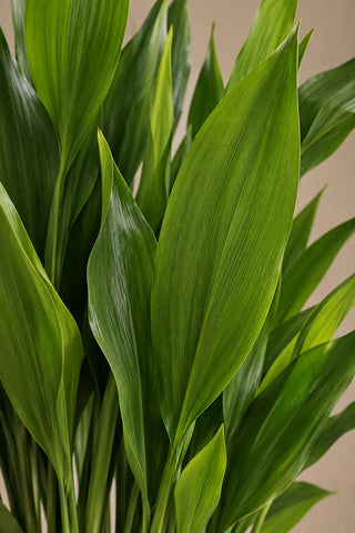 Aspidistra — Cast Iron Plant