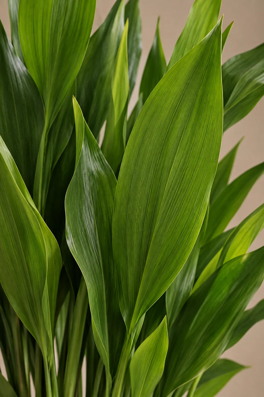 Aspidistra — Cast Iron Plant