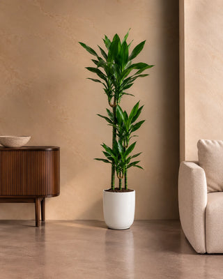 Dracaena Janet in white Luma Glossy planter, 120-140cm