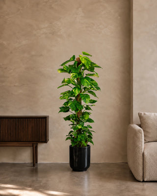 Money Plant in black Luma Glossy planter, 130-150cm