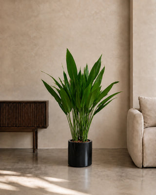 Cast Iron Plant (Aspidistra) in black Nia Glossy planter, 80-110cm
