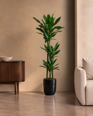 Dracaena Janet in black Luma Glossy planter, 120-140cm