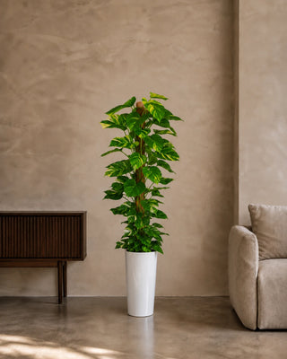 Money Plant in white Luma Tall Glossy planter, 130-150cm