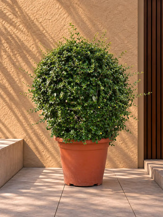 Ehrethia Ball, product photo 2
