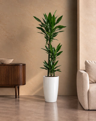 Dracaena Janet in white Luma Tall Glossy planter, 120-140cm
