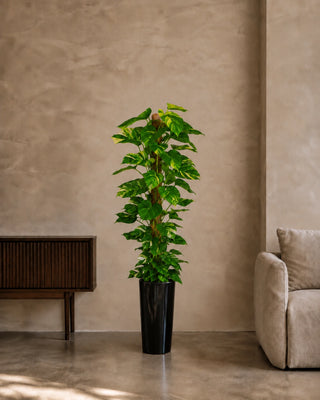 Money Plant in black Luma Tall Glossy planter, 130-150cm