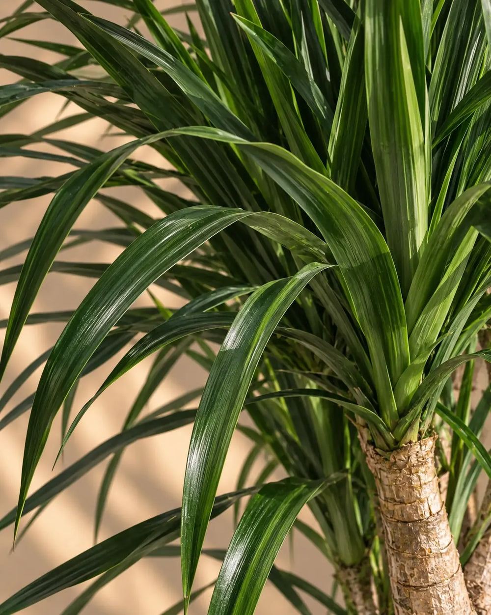 Dracaena Draco — Dragon Tree