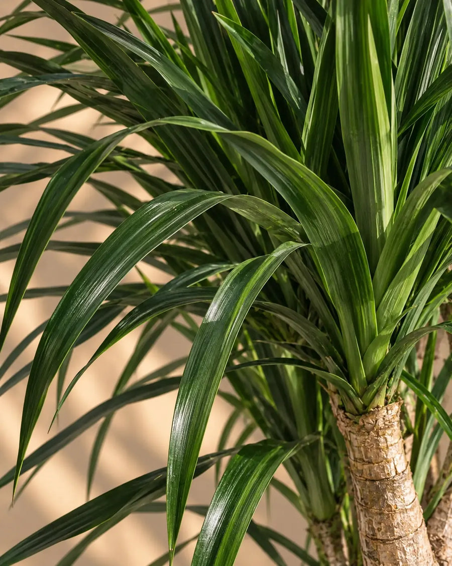 Dracaena Draco — Dragon Tree