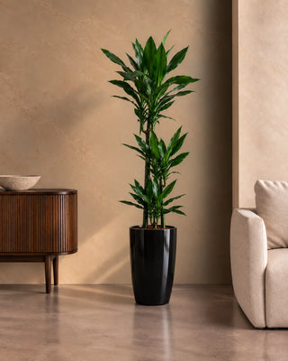 Dracaena Janet in black Luma Tall Glossy planter, 120-140cm