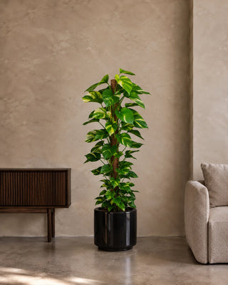 Money Plant in black Nia Glossy planter, 130-150cm