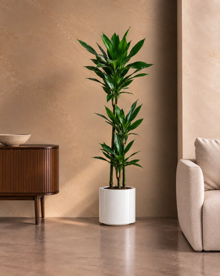 Dracaena Janet in white Nia Glossy planter, 120-140cm