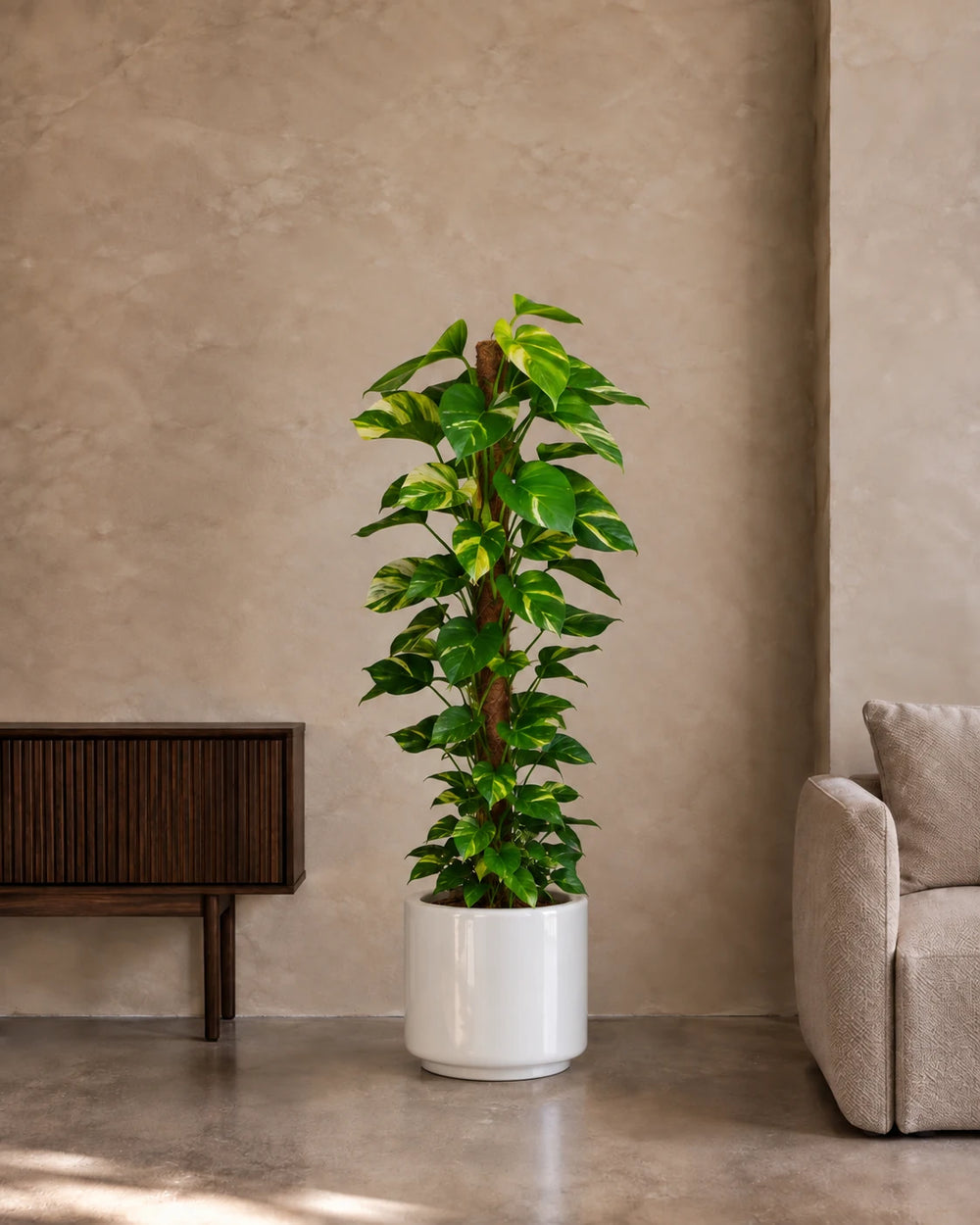 Money Plant