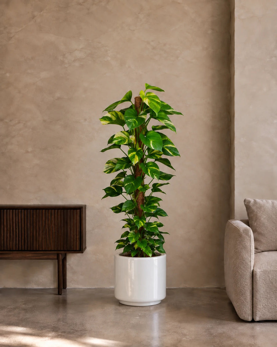 Money Plant