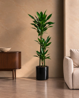 Dracaena Janet in black Nia Glossy planter, 120-140cm