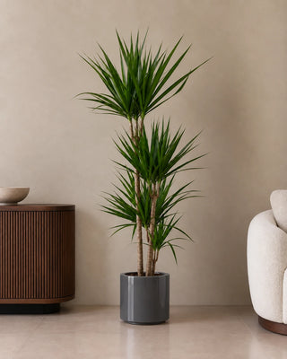 Dracaena Marginata in grey Nia Glossy planter, 120-140cm