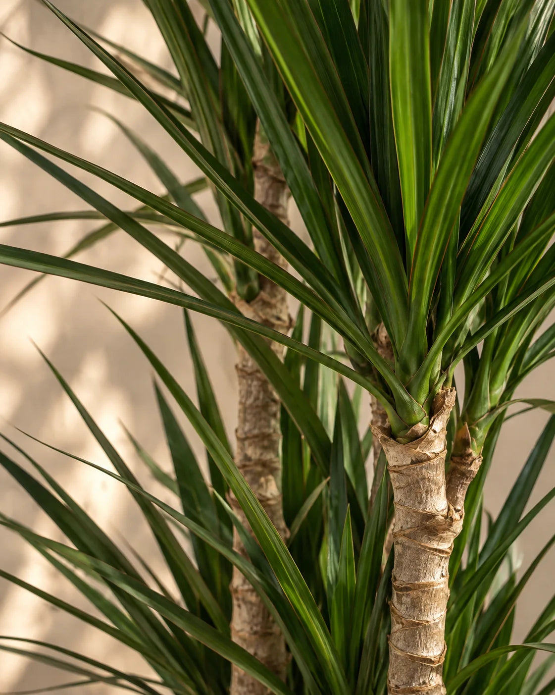 Dracaena Marginata — Dragon Tree