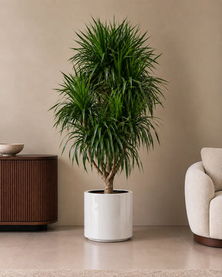 Dracaena Marginata in white Nia Glossy planter, 190-210cm