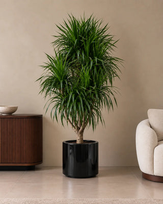 Dracaena Marginata in black Nia Glossy planter, 190-210cm