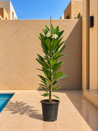 Plumeria - Frangipani, product photo 2