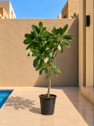 Plumeria - Frangipani, product photo 3