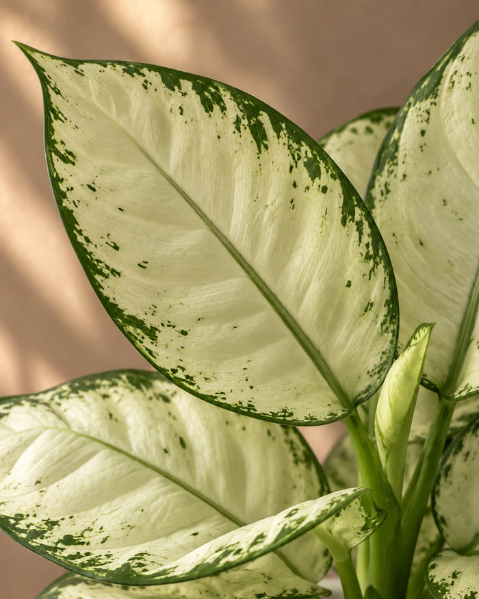 White Aglaonema