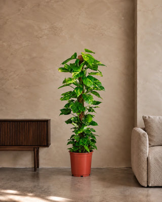 Money Plant in nursery pot, 130-150cm