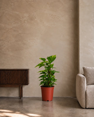Money Plant in nursery pot, 40-60cm
