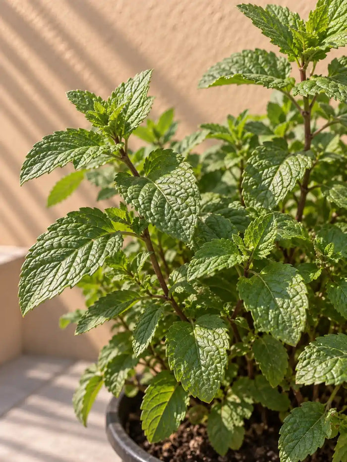 Mint — Mentha