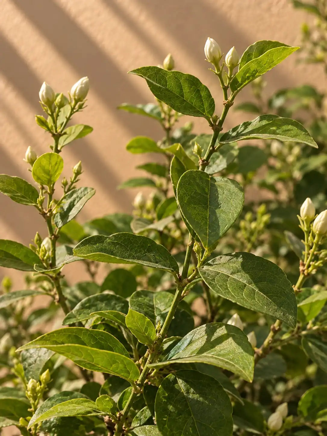 Jasmine Sambac — Arabian Jasmine
