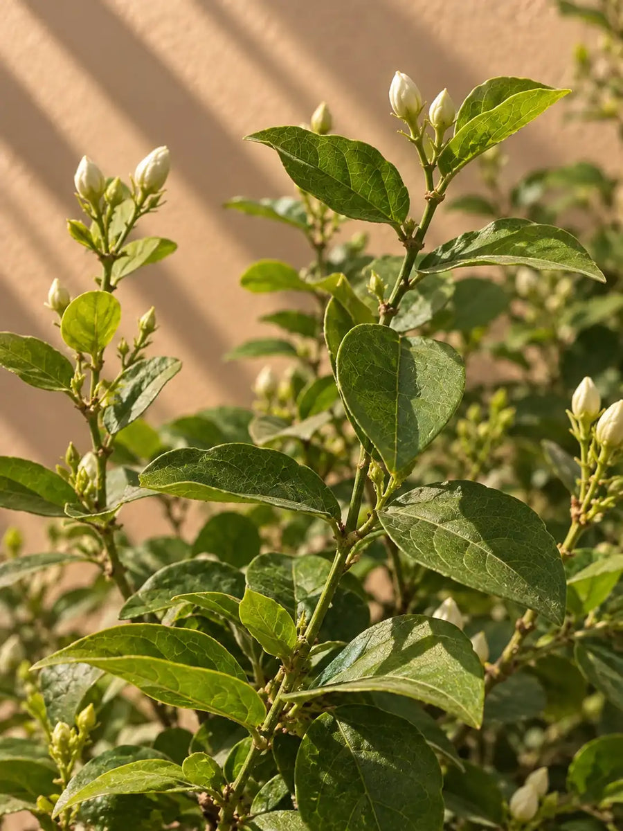 Jasmine Sambac — Arabian Jasmine