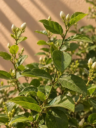 SG Care Macro — Arabian Jasmine - Sambac