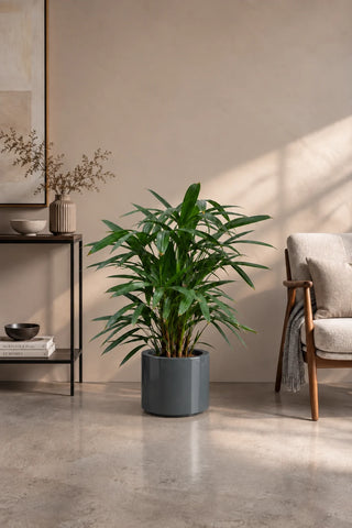 Lady Palm in grey Nia Glossy planter, 50-70cm