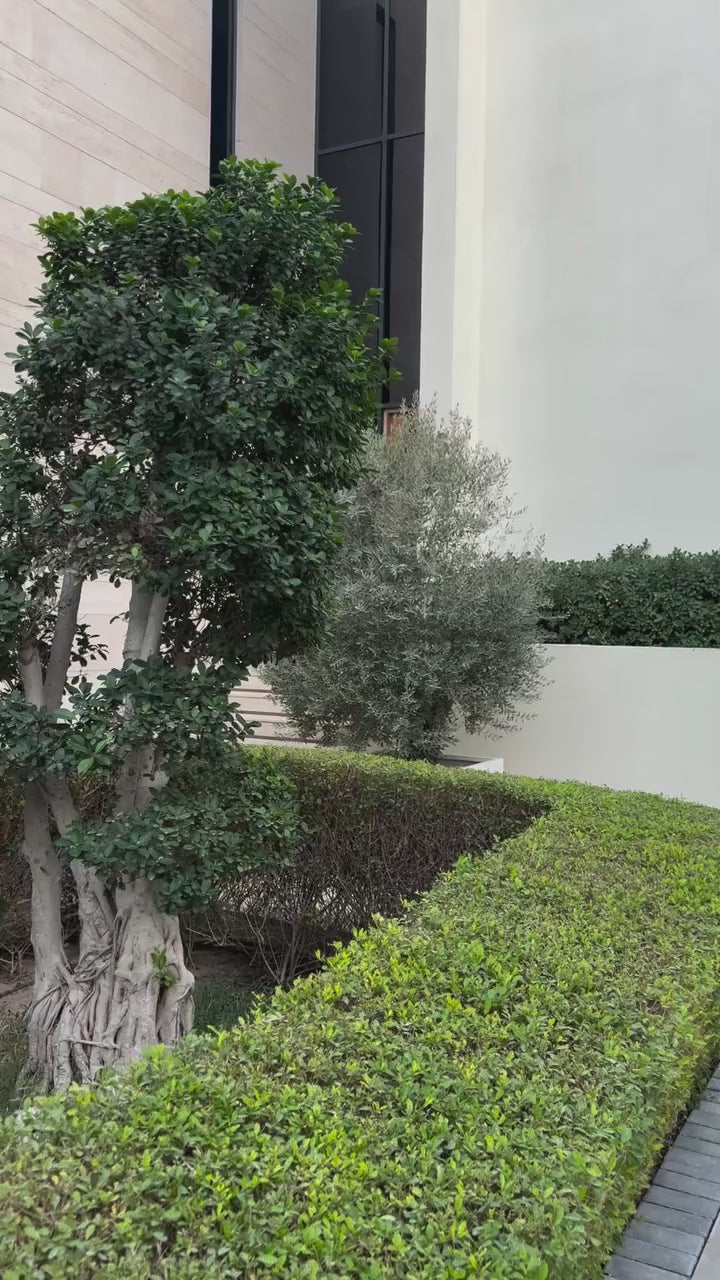 Silver Gardens reel 7