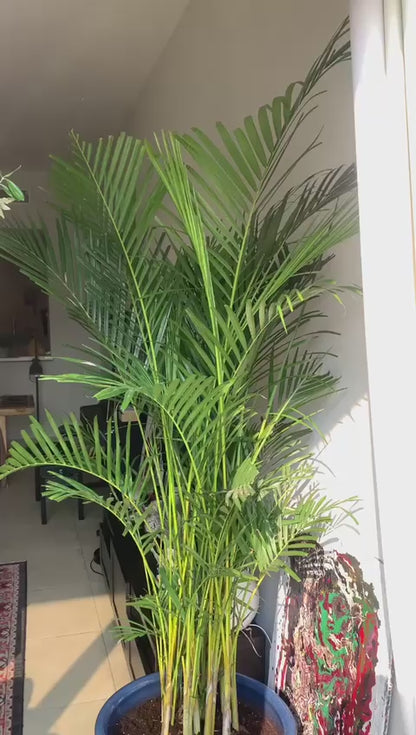 Giant Areca Palm - Beautiful Ocean Blue pot