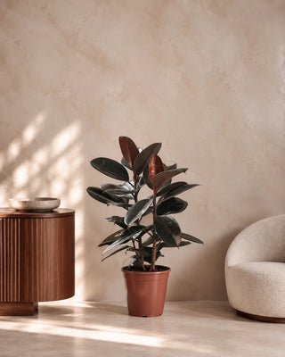Rubber Plant in nursery pot, 60-70cm