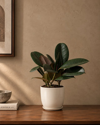 Rubber Plant in white Luma Mini planter, 30-40cm