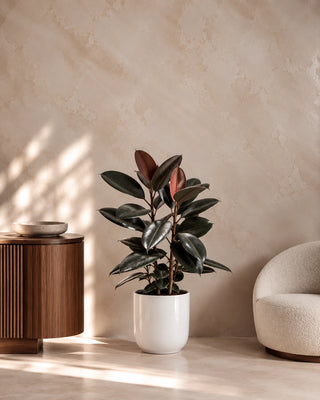 Rubber Plant in white Luma Glossy planter, 60-70cm