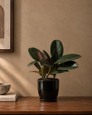 Rubber Plant in black Luma Mini planter, 30-40cm