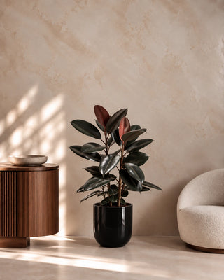 Rubber Plant in black Luma Glossy planter, 60-70cm