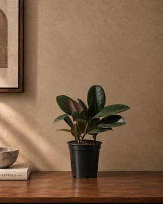 Rubber Plant in nursery pot, 30-40cm