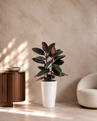 Rubber Plant in white Luma Tall Glossy planter, 60-70cm